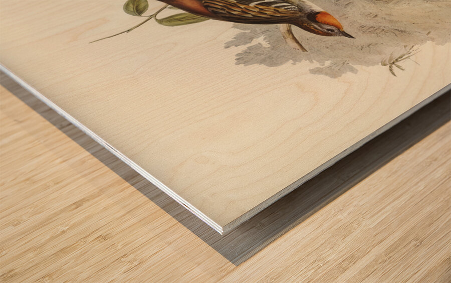 Spine-tailed Orthonyx Orthonyx spinicaudus illustrated by Elizabeth Gould 1804–1841 for John Gould’s 1804-1881 Birds of Australia  Wood print