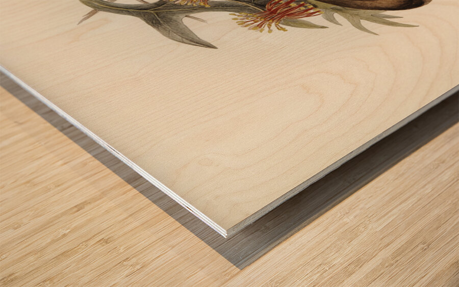 Helmeted Honey-eater Tropidorhynchus Buceroides illustrated by Elizabeth Gould 1804–1841 for John Gould’s 1804-1881 Birds of Australia  Wood print