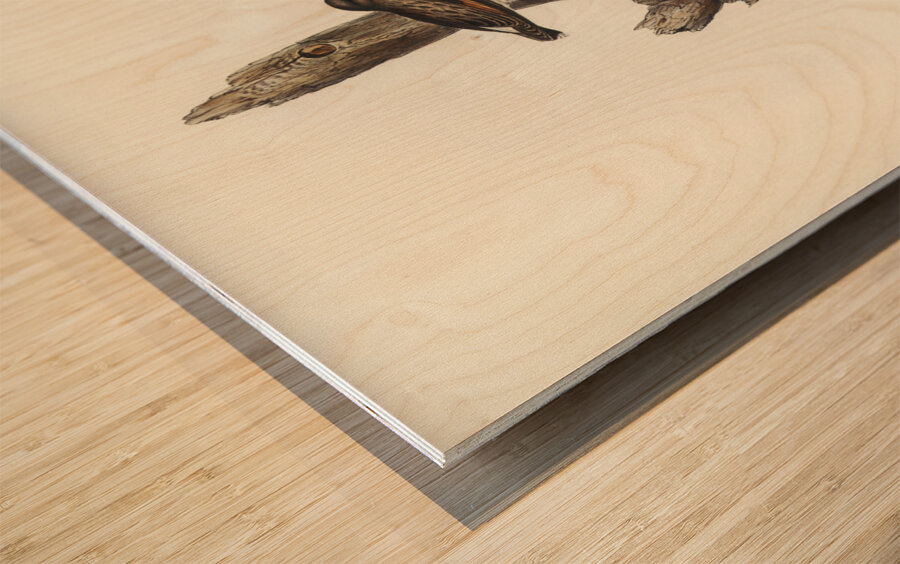 Orange-winged Sittella Sittella chrysoptera illustrated by Elizabeth Gould 1804–1841 for John Gould’s 1804-1881 Birds of Australia  Wood print