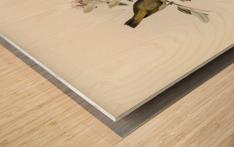 Robust Zosterops Zosterops strenuus illustrated by Elizabeth Gould 1804–1841 for John Gould’s 1804-1881 Birds of Australia  Wood print