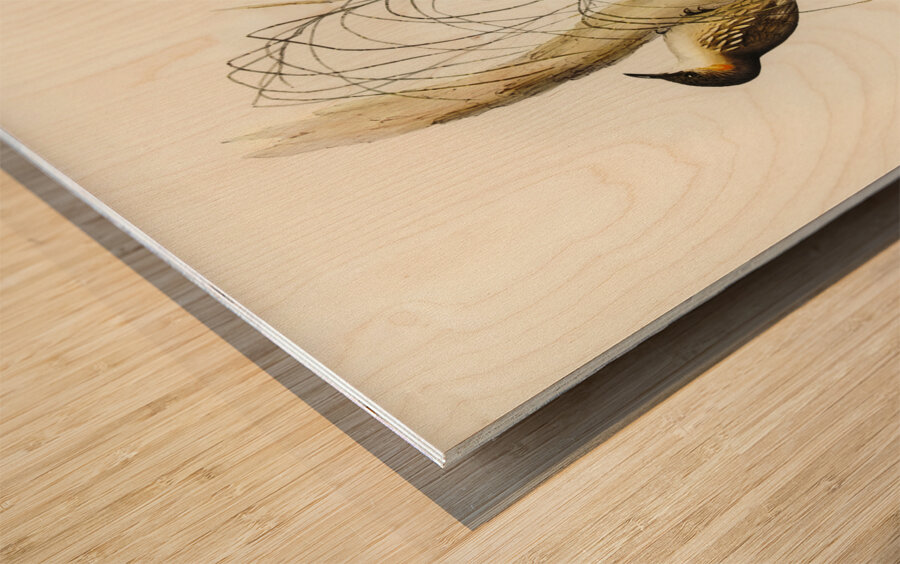 Robust Zosterops Zosterops strenuus illustrated by Elizabeth Gould 1804–1841 for John Gould’s 1804-1881 Birds of Australia  Wood print