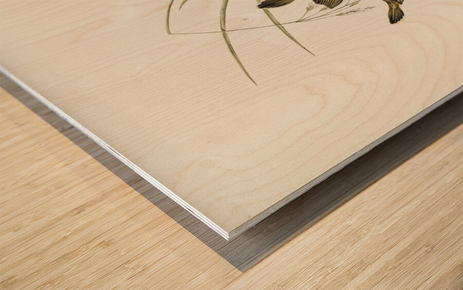 Lineated Warbler Cysticola lineocapilla illustrated by Elizabeth Gould 1804–1841 for John Gould’s 1804-1881 Birds of Australia  Wood print