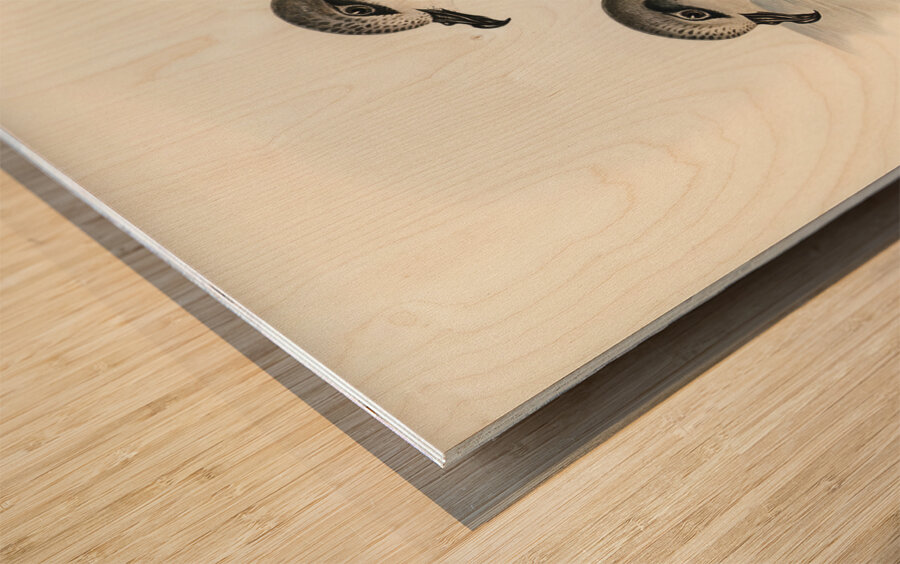 Soft-plumaged Petrel Procellaria mollis illustrated by Elizabeth Gould 1804–1841 for John Gould’s 1804-1881 Birds of Australia  Wood print