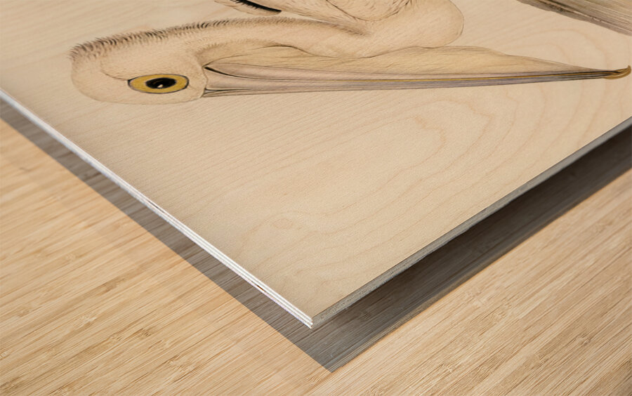 Australian Pelican Pelecanus conspicillatus illustrated by Elizabeth Gould 1804–1841 for John Gould’s 1804-1881 Birds of Australia  Wood print