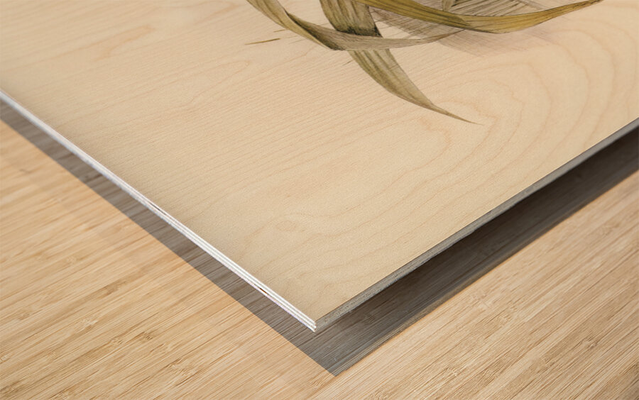 Hoary-headed Grebe Podiceps poliocephalus illustrated by Elizabeth Gould 1804–1841 for John Gould’s 1804-1881 Birds of Australia  Wood print