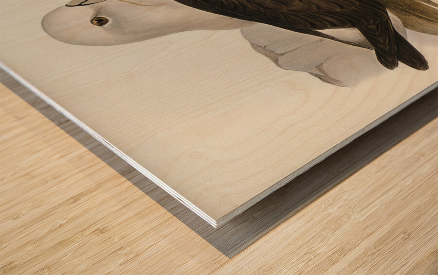 Cautious Albatros Diomedea cauta illustrated by Elizabeth Gould 1804–1841 for John Gould’s 1804-1881 Birds of Australia  Wood print