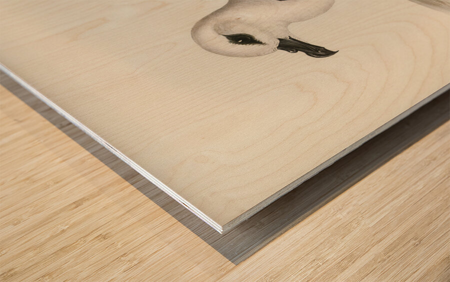 White-headed Petrel Procellaria Lessonii illustrated by Elizabeth Gould 1804–1841 for John Gould’s 1804-1881 Birds of Australia  Wood print