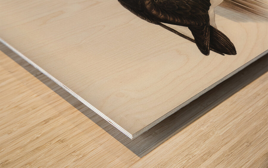 Black-eyebrowed Albatros Diomedea melanophrys illustrated by Elizabeth Gould 1804–1841 for John Gould’s 1804-1881 Birds of Australia  Wood print