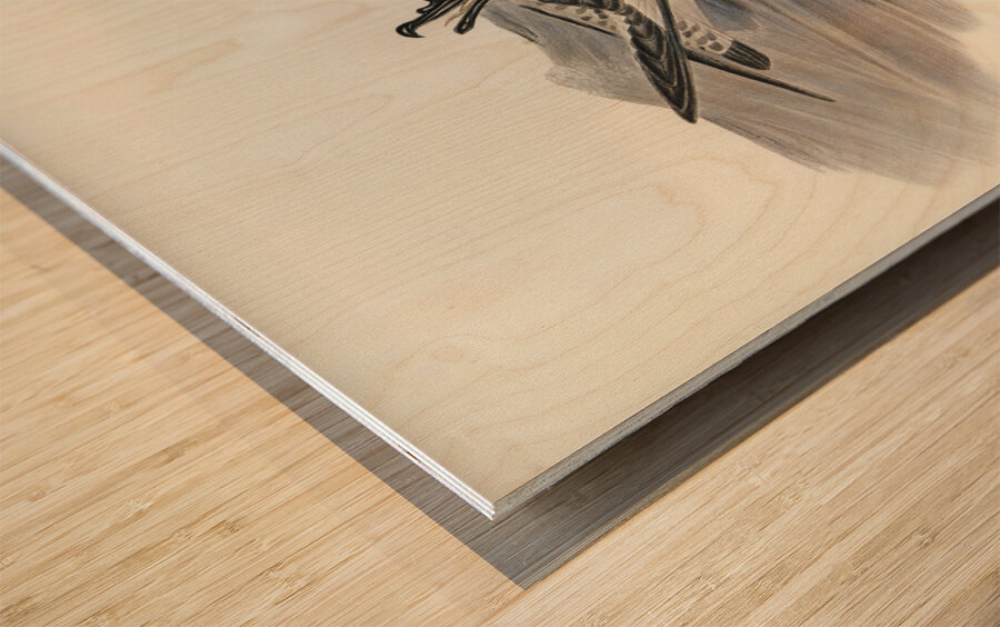 Cape Petrel Daption Capensis illustrated by Elizabeth Gould 1804–1841 for John Gould’s 1804-1881 Birds of Australia  Wood print