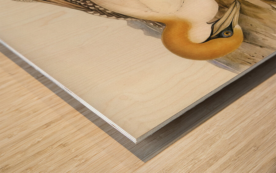 Australian Gannet Sula Australis illustrated by Elizabeth Gould 1804–1841 for John Gould’s 1804-1881 Birds of Australia  Wood print