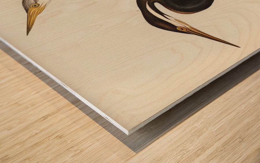 New Holland Darter Plotus Novae-Hollandiae illustrated by Elizabeth Gould 1804–1841 for John Gould’s 1804-1881 Birds of Australia  Wood print