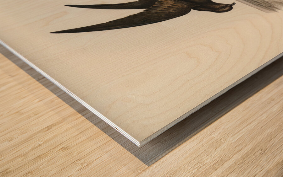 Wilsons Storm Petrel Thalassidroma Wilsonii illustrated by Elizabeth Gould 1804–1841 for John Gould’s 1804-1881 Birds of Australia  Wood print