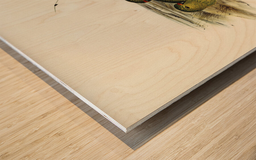 Ground Parakeet Pezoporus formosus illustrated by Elizabeth Gould 1804–1841 for John Gould’s 1804-1881 Birds of Australia  Wood print