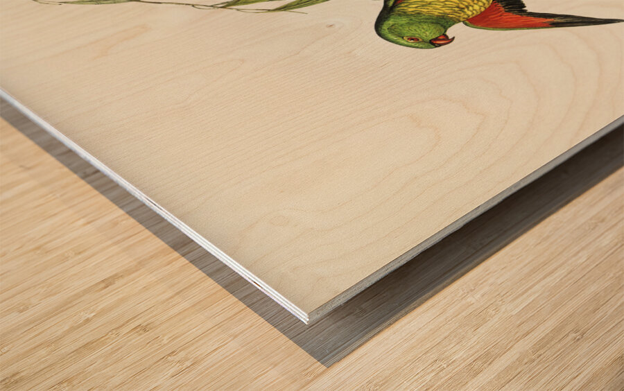 Scaly-breasted Lorikeet Trichoglossus chlorolepidotus illustrated by Elizabeth Gould 1804–1841 for John Gould’s 1804-1881 Birds of Australia  Wood print