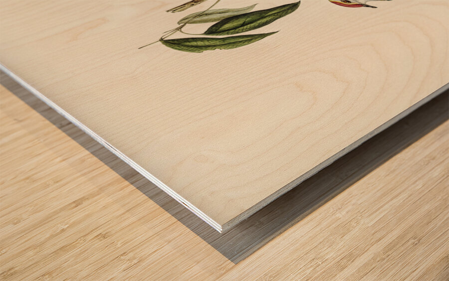 Swainsons Fruit Pigeon Ptilinopus Swainsonii illustrated by Elizabeth Gould 1804–1841 for John Gould’s 1804-1881 Birds of Australia  Wood print