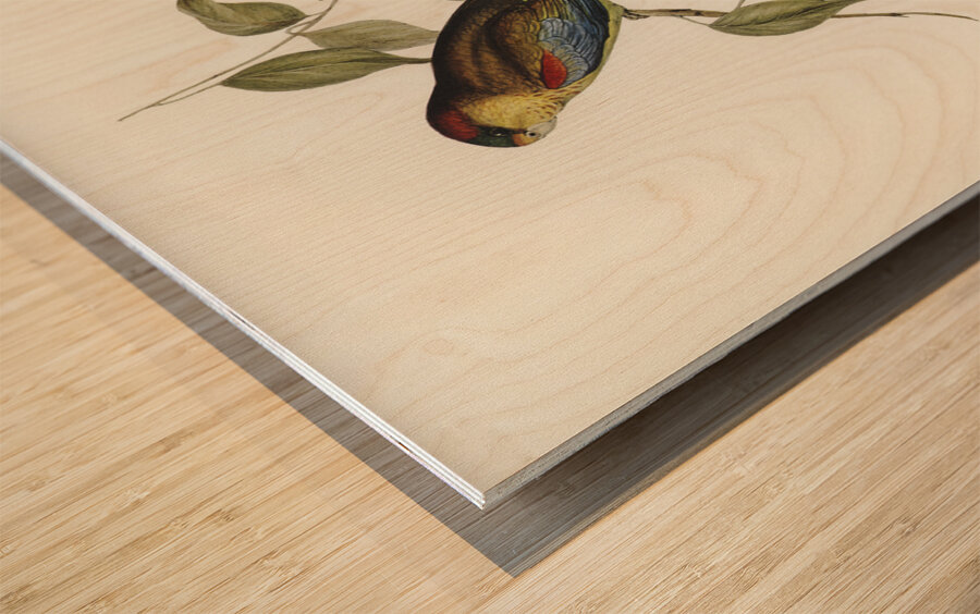 Many-coloured Parakeet Psephotus multicolor illustrated by Elizabeth Gould 1804–1841 for John Gould’s 1804-1881 Birds of Australia  Wood print