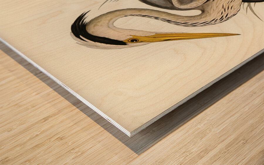 Great Grey Heron Ardea leucophaea illustrated by Elizabeth Gould 1804–1841 for John Gould’s 1804-1881 Birds of Australia  Wood print