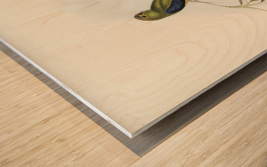 Ewings Fruit Pigeon Ptilinopus Ewingii illustrated by Elizabeth Gould 1804–1841 for John Gould’s 1804-1881 Birds of Australia  Wood print