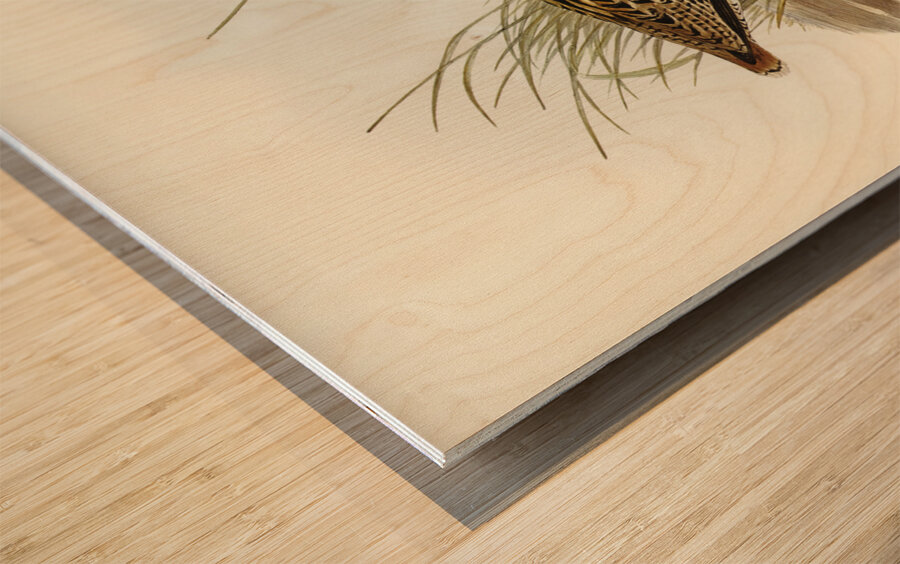 New Holland Snipe Scolopax Australis illustrated by Elizabeth Gould 1804–1841 for John Gould’s 1804-1881 Birds of Australia  Wood print