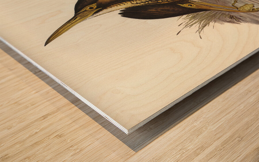 Australian Bittern Botaurus Australis illustrated by Elizabeth Gould 1804–1841 for John Gould’s 1804-1881 Birds of Australia  Wood print