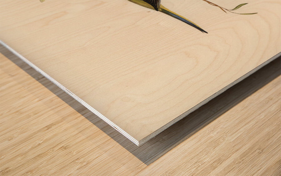 Elegant Grass-Parakeet Euphema elegans illustrated by Elizabeth Gould 1804–1841 for John Gould’s 1804-1881 Birds of Australia  Wood print