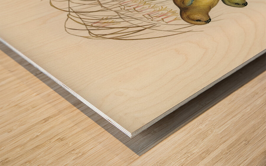 Red-backed Parakeet Psephotus haematonotus illustrated by Elizabeth Gould 1804–1841 for John Gould’s 1804-1881 Birds of Australia  Wood print