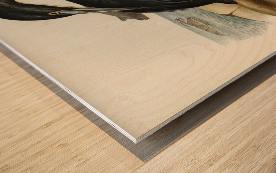 Blue Reef Heron Herodias jugularis illustrated by Elizabeth Gould 1804–1841 for John Gould’s 1804-1881 Birds of Australia  Wood print