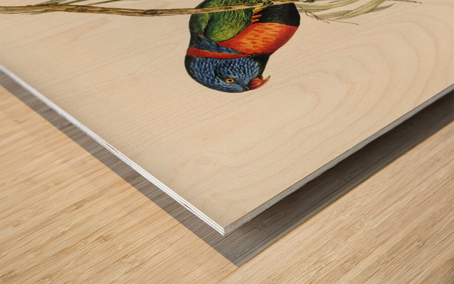 Red-collared Lorikeet Trichoglossus rubritorquis illustrated by Elizabeth Gould 1804–1841 for John Gould’s 1804-1881 Birds of Australia  Wood print