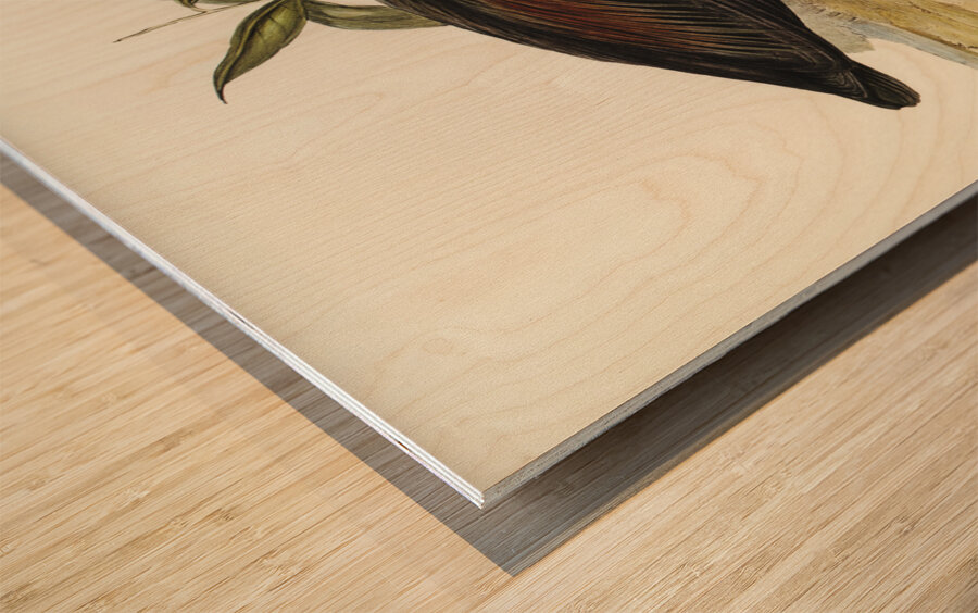 Pacific Heron Ardea pacifica illustrated by Elizabeth Gould 1804–1841 for John Gould’s 1804-1881 Birds of Australia  Impression sur bois