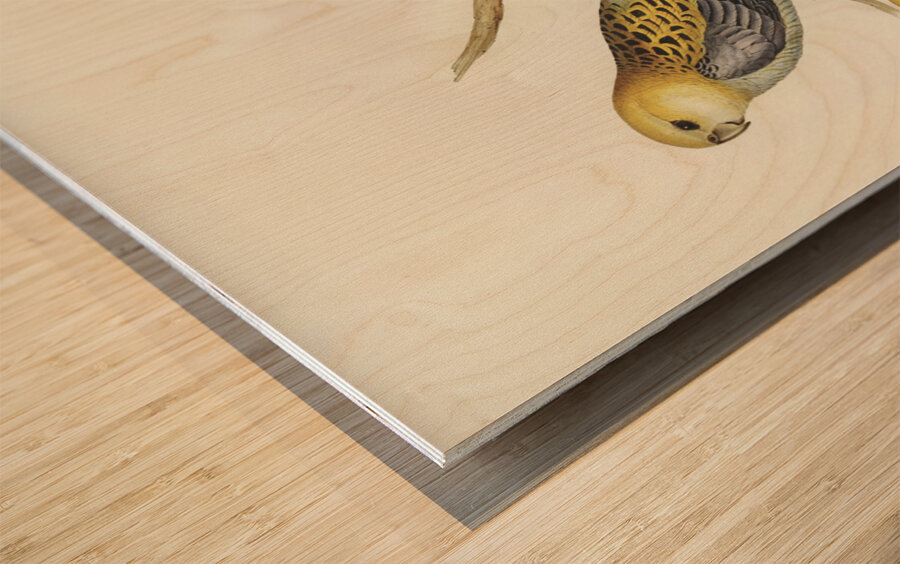 Pale-headed Parakeet Platycercus palliceps illustrated by Elizabeth Gould 1804–1841 for John Gould’s 1804-1881 Birds of Australia  Impression sur bois