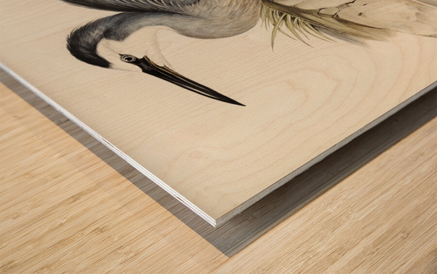 White-fronted Heron Ardea Novae-Hollandiae illustrated by Elizabeth Gould 1804–1841 for John Gould’s 1804-1881 Birds of Australia  Wood print