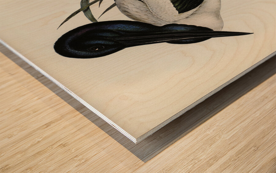 Australian Mycteria Mycteria Australis illustrated by Elizabeth Gould 1804–1841 for John Gould’s 1804-1881 Birds of Australia  Wood print