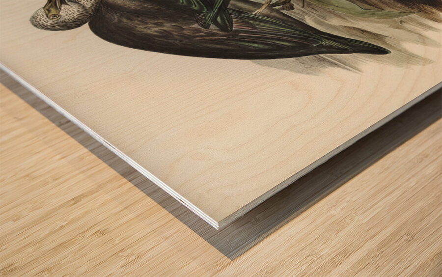 Glossy Ibis Falcinellus igneus illustrated by Elizabeth Gould 1804–1841 for John Gould’s 1804-1881 Birds of Australia  Wood print