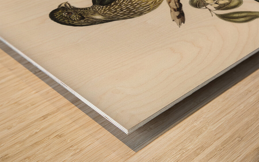 Cat Bird Ptilonorhynchus Smithii illustrated by Elizabeth Gould 1804–1841 for John Gould’s 1804-1881 Birds of Australia  Wood print