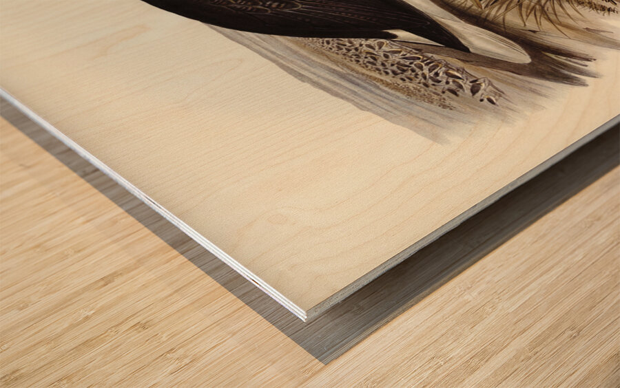 Straw-necked Ibis Geronticus spinicollis illustrated by Elizabeth Gould 1804–1841 for John Gould’s 1804-1881 Birds of Australia  Wood print