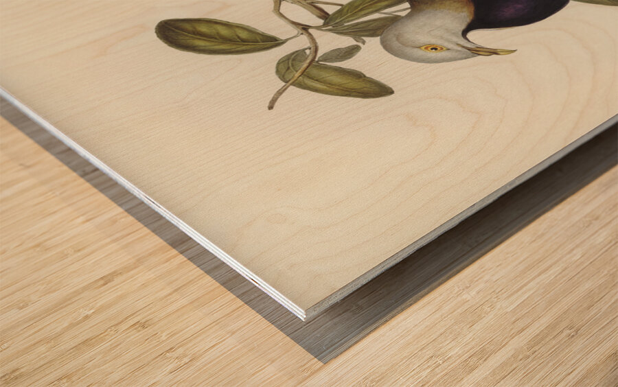 Magnificent Fruit Pigeon Carpophaga magnifica illustrated by Elizabeth Gould 1804–1841 for John Gould’s 1804-1881 Birds of Australia  Wood print