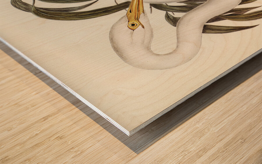 Australian Egret Hrodias syrmatophorus illustrated by Elizabeth Gould 1804–1841 for John Gould’s 1804-1881 Birds of Australia  Wood print