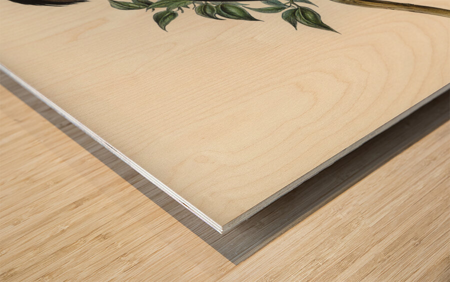 Thick-billed Green Bittern Ardetta macrorhyncha illustrated by Elizabeth Gould 1804–1841 for John Gould’s 1804-1881 Birds of Australia  Wood print