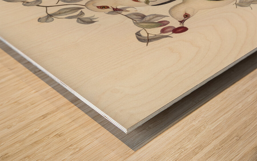 White-headed Fruit Pigeon Carpophaga leucomela illustrated by Elizabeth Gould 1804–1841 for John Gould’s 1804-1881 Birds of Australia  Wood print