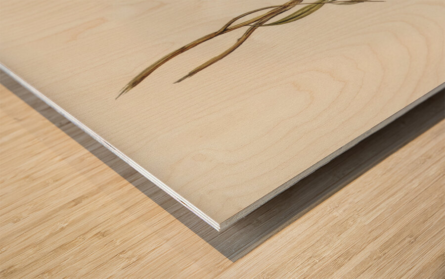 Crimson-bellied Parakeet Psephotus haematogaster illustrated by Elizabeth Gould 1804–1841 for John Gould’s 1804-1881 Birds of Australia  Wood print