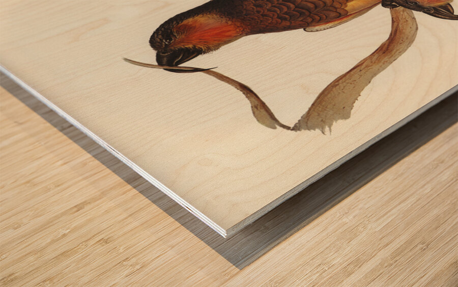 Philip Island Parrot Nestor productus illustrated by Elizabeth Gould 1804–1841 for John Gould’s 1804-1881 Birds of Australia  Wood print