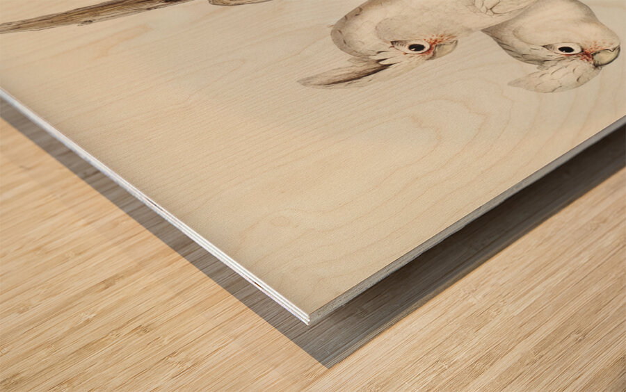 Blood-stained Cockatoo Cacatua sanguinca illustrated by Elizabeth Gould 1804–1841 for John Gould’s 1804-1881 Birds of Australia  Wood print