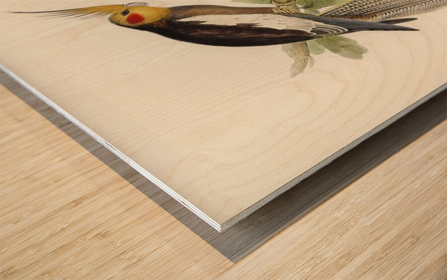 Cockatoo Parakeet Nymphicus Novae Hollandiae illustrated by Elizabeth Gould 1804–1841 for John Gould’s 1804-1881 Birds of Australia  Wood print