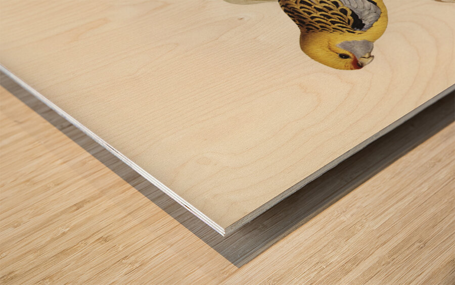 Yellow-rumped Parakeet Platycercus flaveolus illustrated by Elizabeth Gould 1804–1841 for John Gould’s 1804-1881 Birds of Australia  Impression sur bois