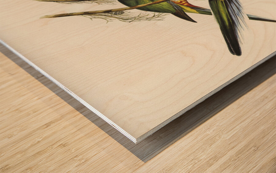 Red-capped Parakeet Platycercus pileatus illustrated by Elizabeth Gould 1804–1841 for John Gould’s 1804-1881 Birds of Australia  Wood print