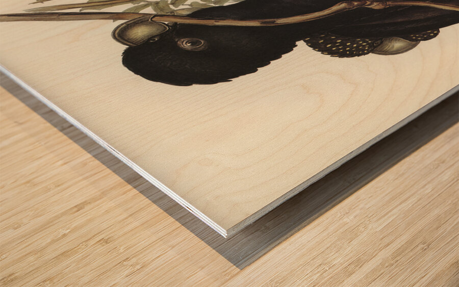 Western Black Cockatoo Calyptorhynchus naso illustrated by Elizabeth Gould 1804–1841 for John Gould’s 1804-1881 Birds of Australia  Wood print