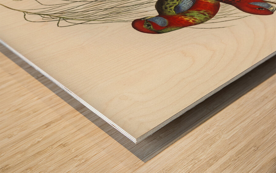 Pennants Parakeet Platycercus Pennantii illustrated by Elizabeth Gould 1804–1841 for John Gould’s 1804-1881 Birds of Australia  Wood print