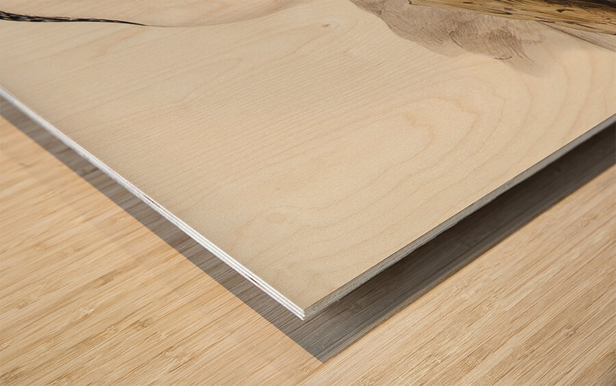 White-breasted Cormorant Phalacrocorax leucogaster illustrated by Elizabeth Gould 1804–1841 for John Gould’s 1804-1881 Birds of Australia  Impression sur bois