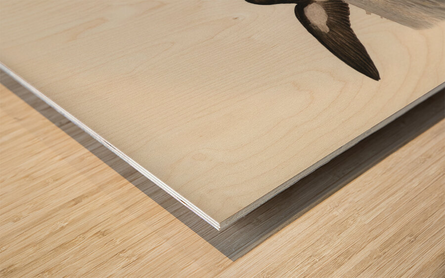 John Gould Birds of Australia 637 Wood print