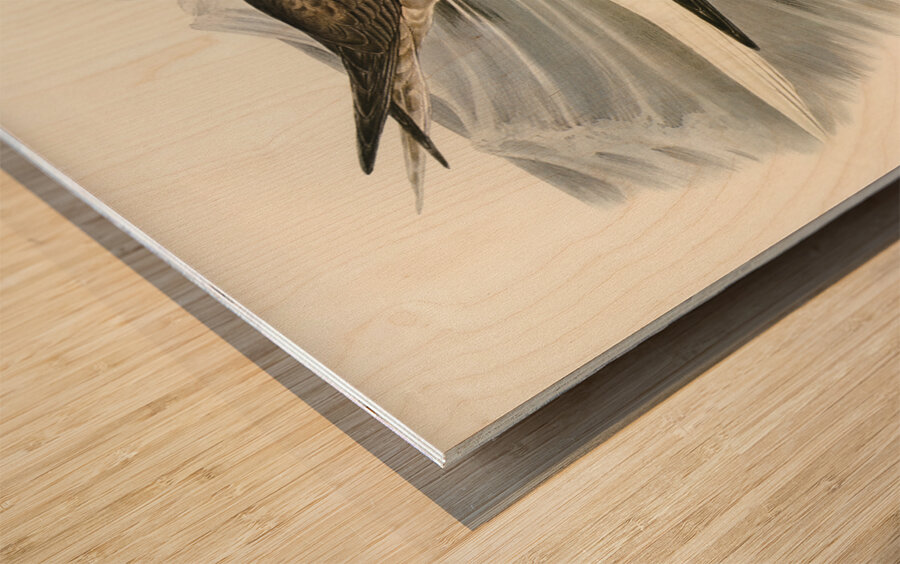 Red-legged Gannet Sula piscator illustrated by Elizabeth Gould 1804–1841 for John Gould’s 1804-1881 Birds of Australia  Wood print